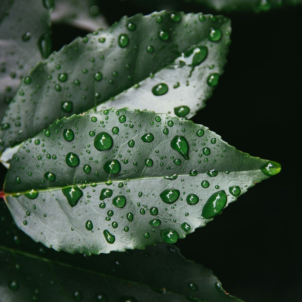 leaf with water drops